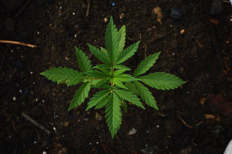 Marijuana leaf, centered in a pile of dirt