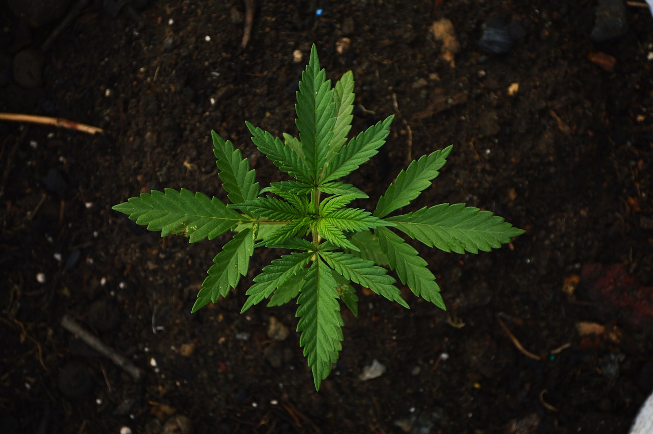 Marijuana leaf, centered in a pile of dirt