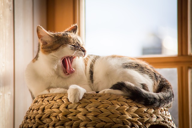 Picture of a cat sitting on a cat bed yawning